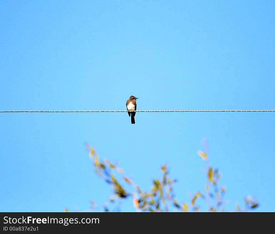 Bird On A Wire