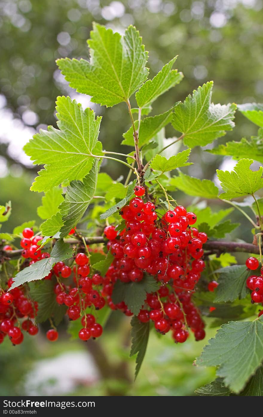 A photo of Redcurrant, early autumn