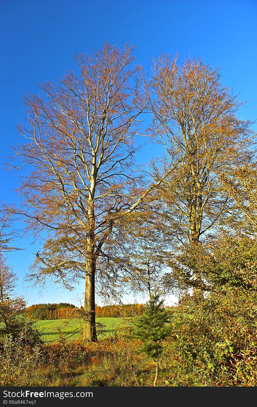 Early autumn in the country of Denmark