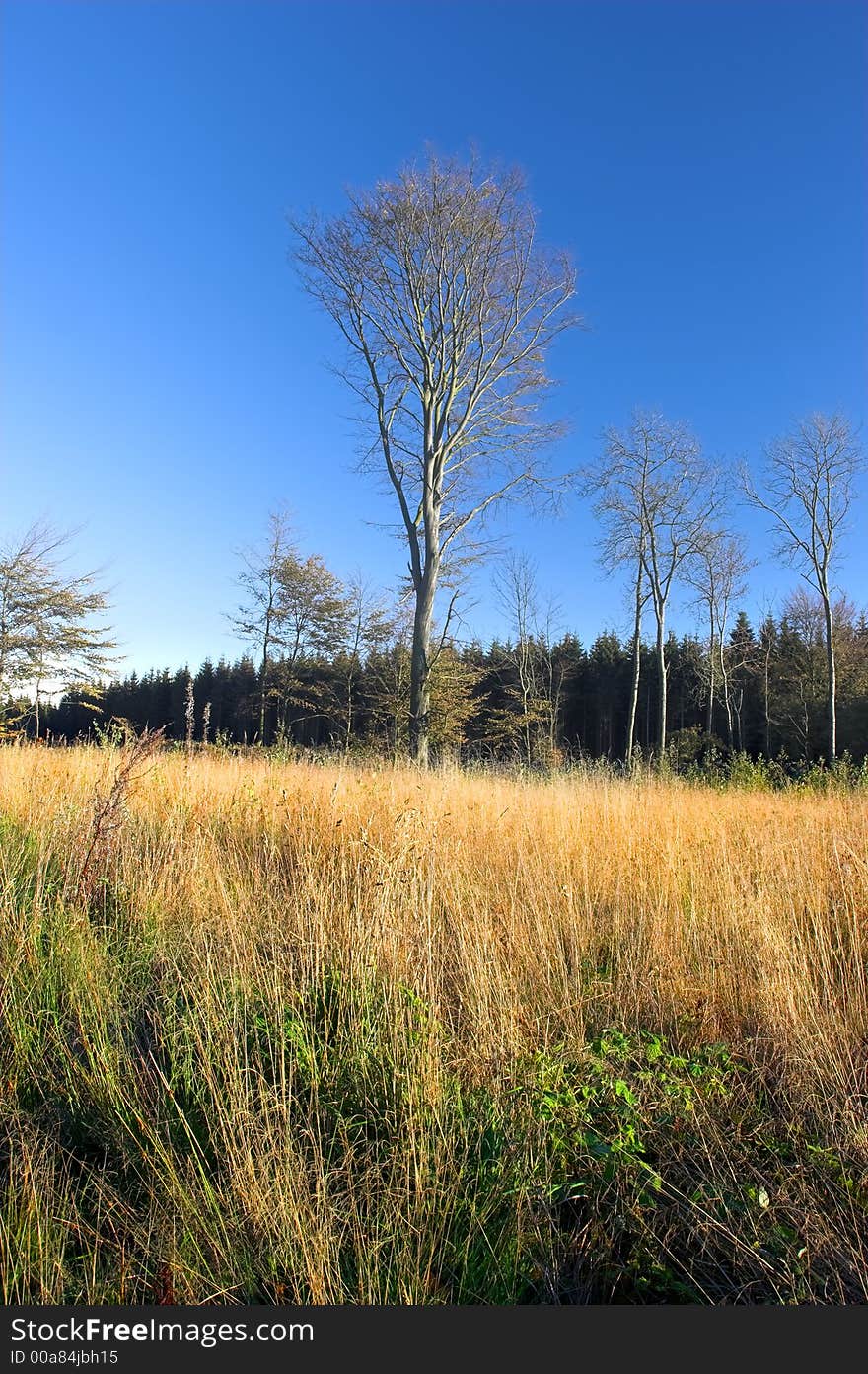 Early autumn peace (estreme DOF)