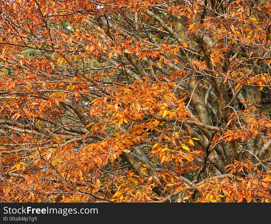 Old leaf texture