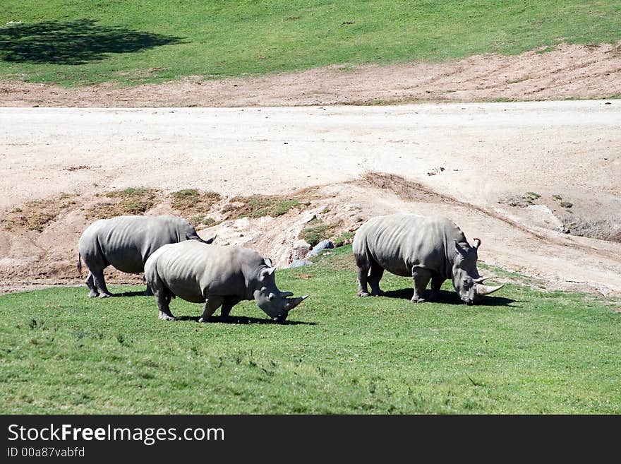 White rhinoceros