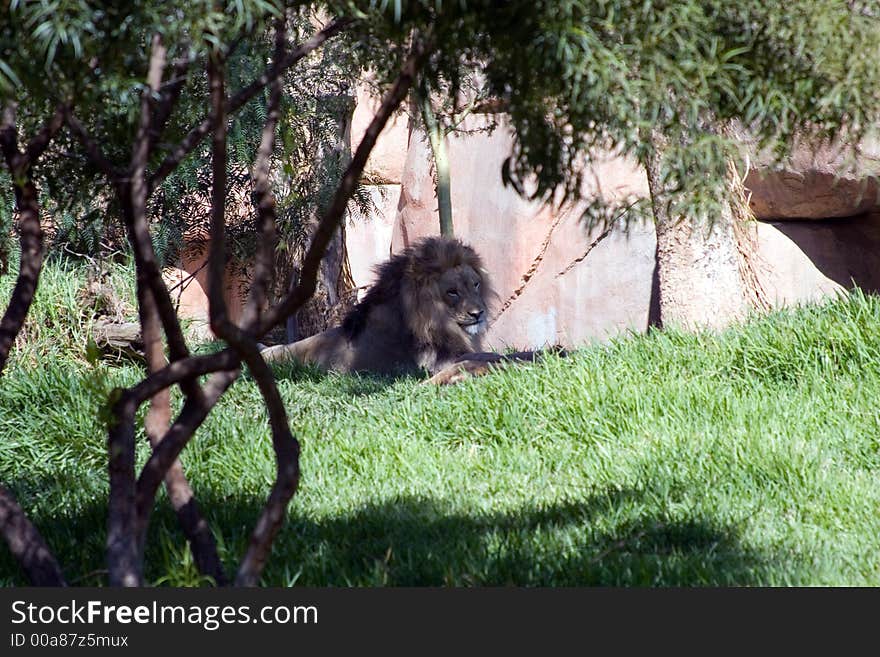 A lion sitting and waiting