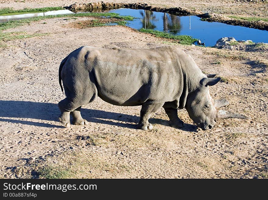 White rhinoceros