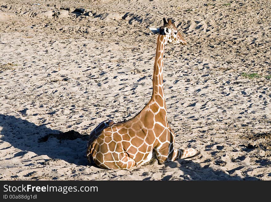 Giraffe sitting down in sand. Giraffe sitting down in sand