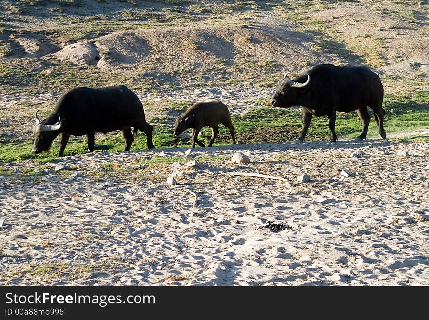 Three buffalo walking in the desert. Three buffalo walking in the desert