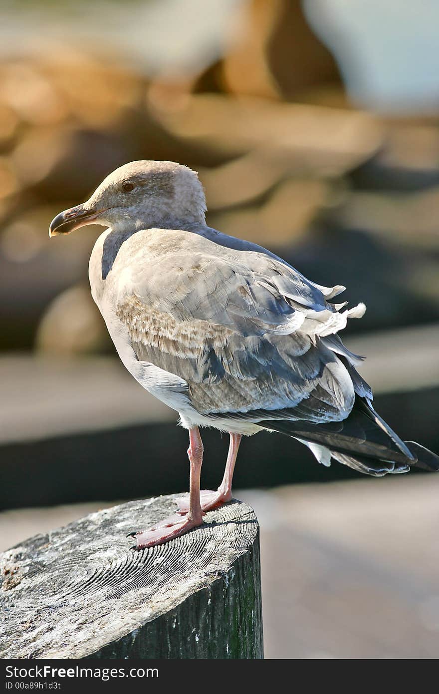 Sea Gull