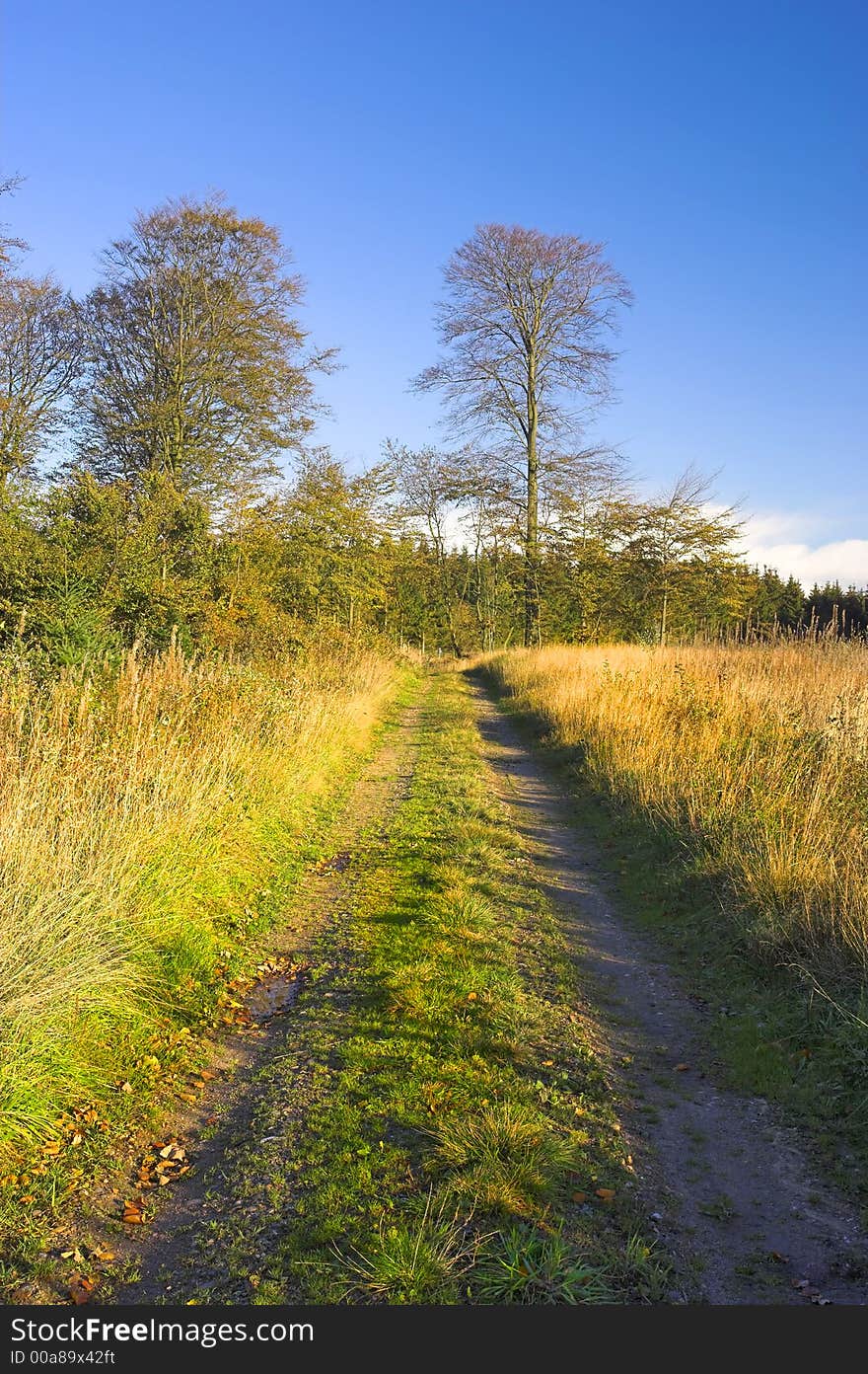 It's a photo of sunshine in autumn