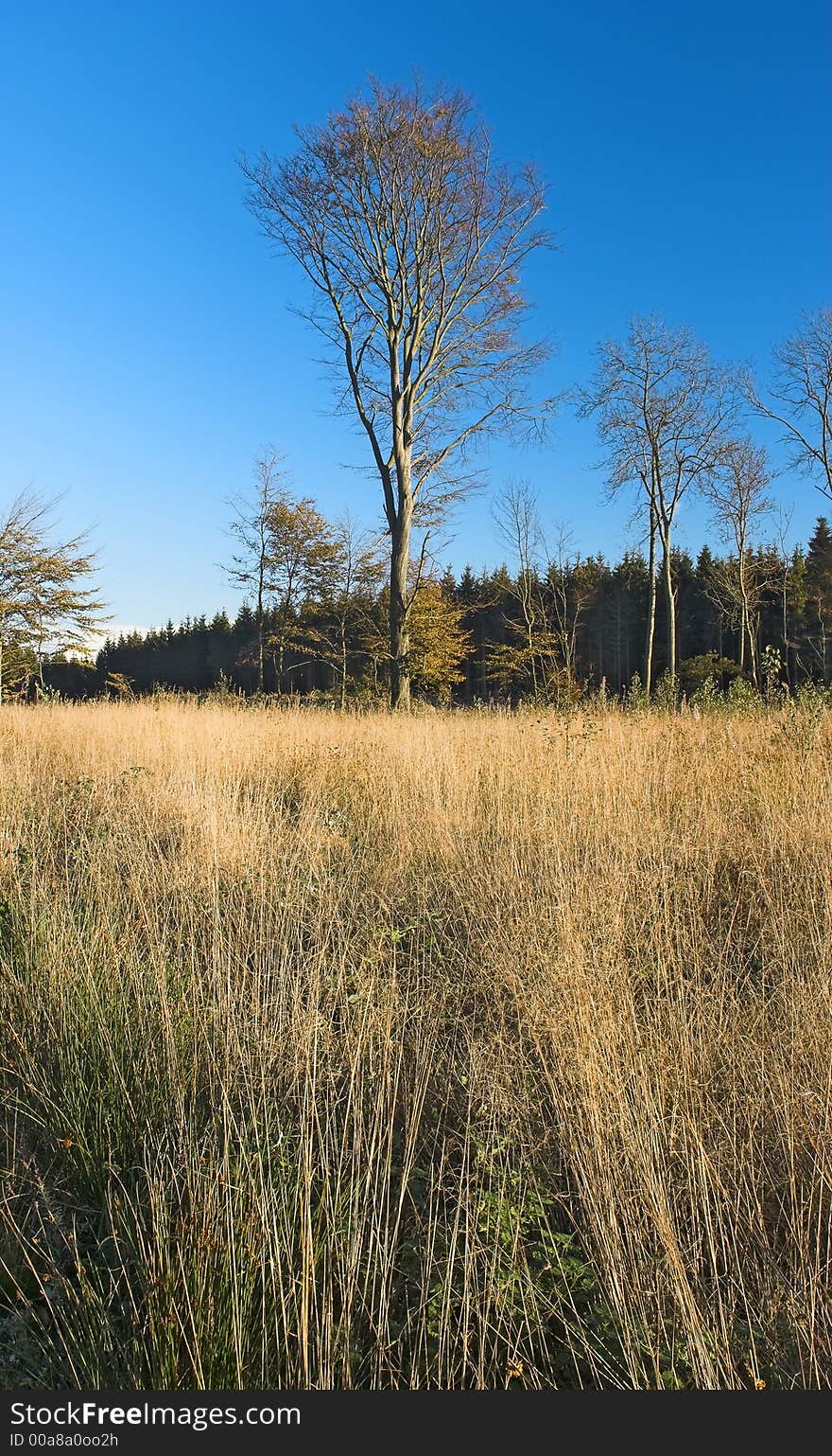 A photo of the early autumn