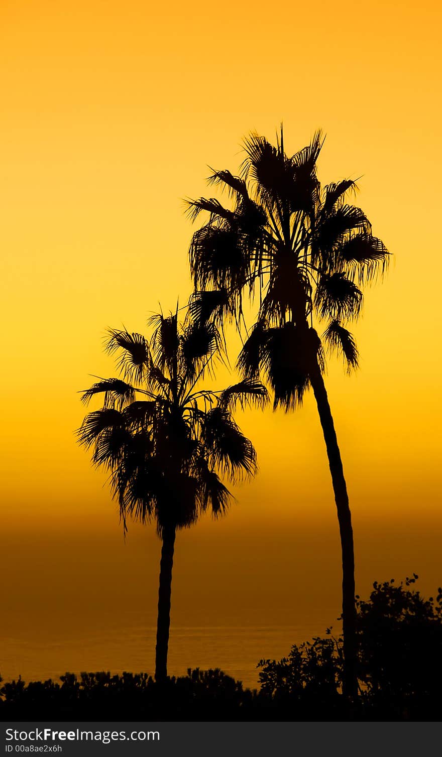 Palm at sunset - at the beach. Palm at sunset - at the beach