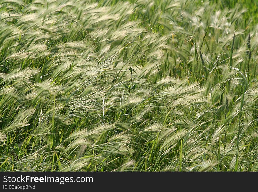 Harvest Background