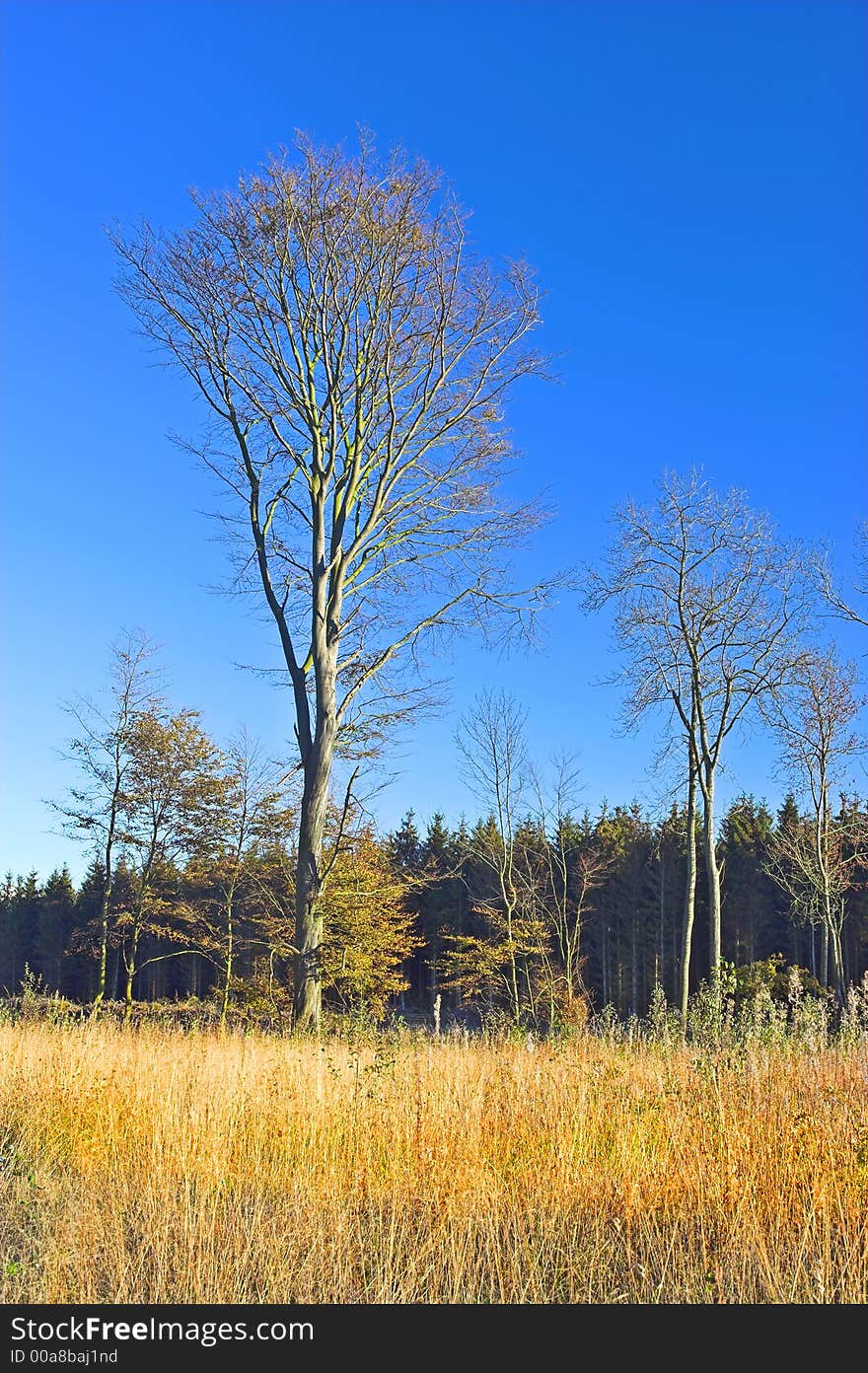 A photo of a early autumn peace