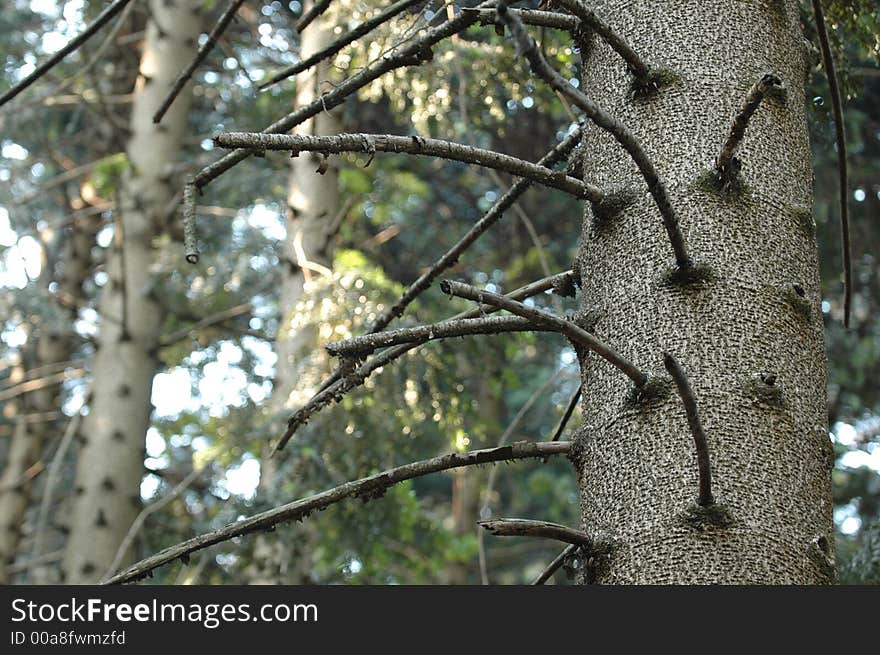 Closeup of bunya pine