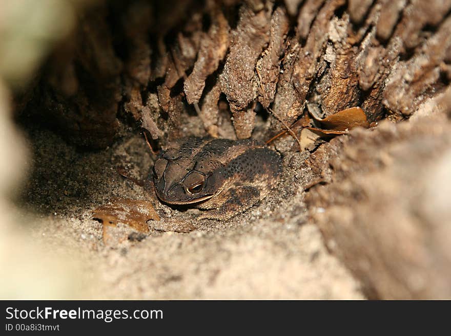 Camouflaged Toad