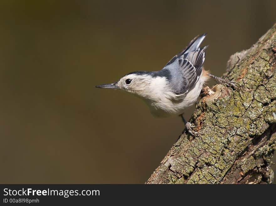 White-Breasted Nuthatch