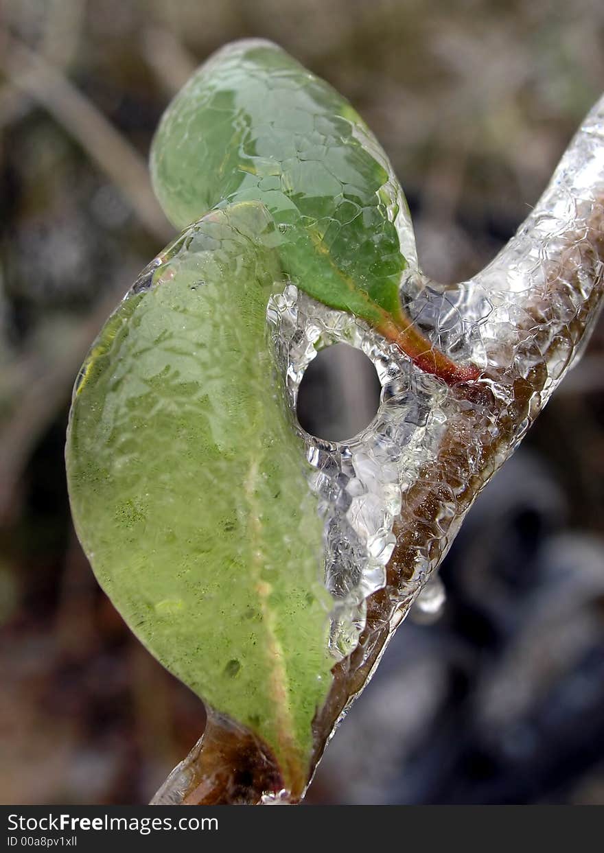 Green Leaves Frozen in Ice. Green Leaves Frozen in Ice