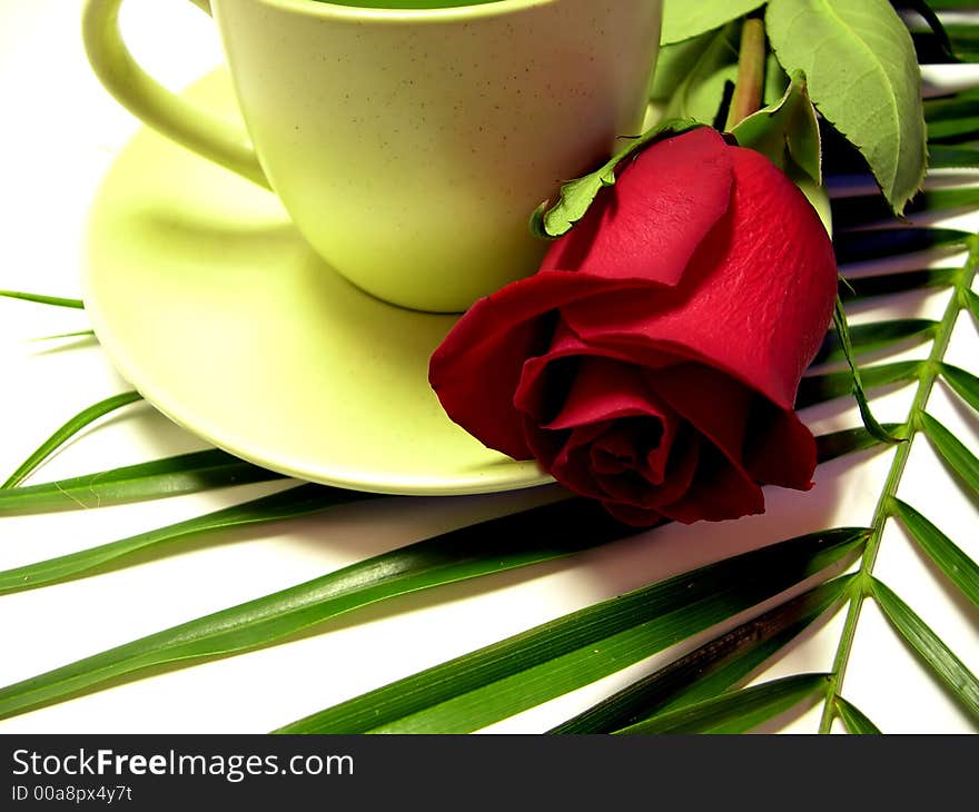 Beautiful red rose on white background