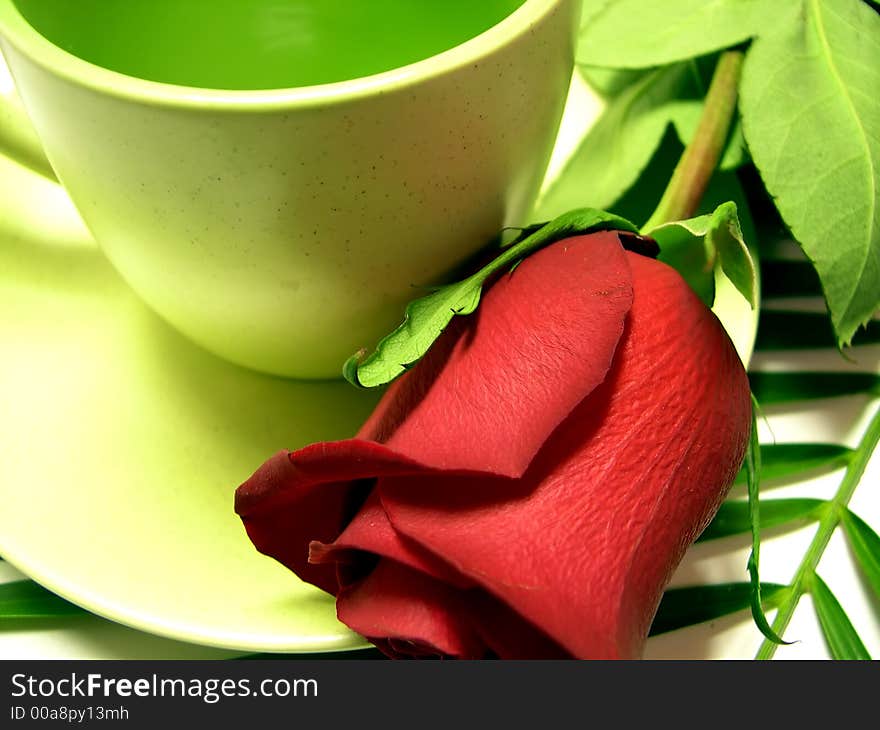 Beautiful red rose on white background