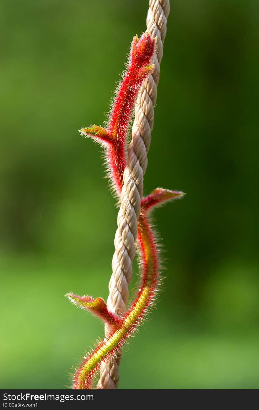 Red stalk on a cord and a green background