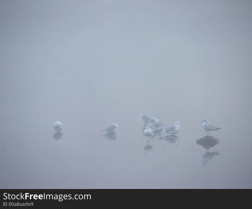 Birds in the Mist II