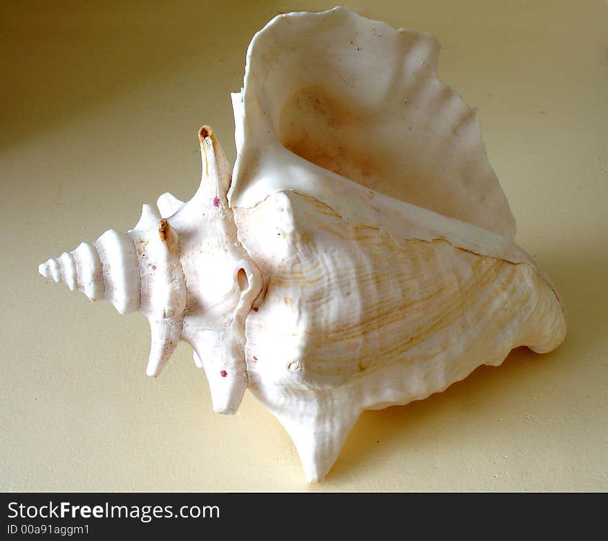 The sea shell from an Island