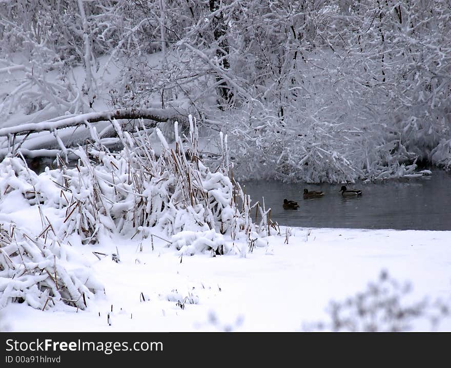 Winter landscape with the river and floating ducks.