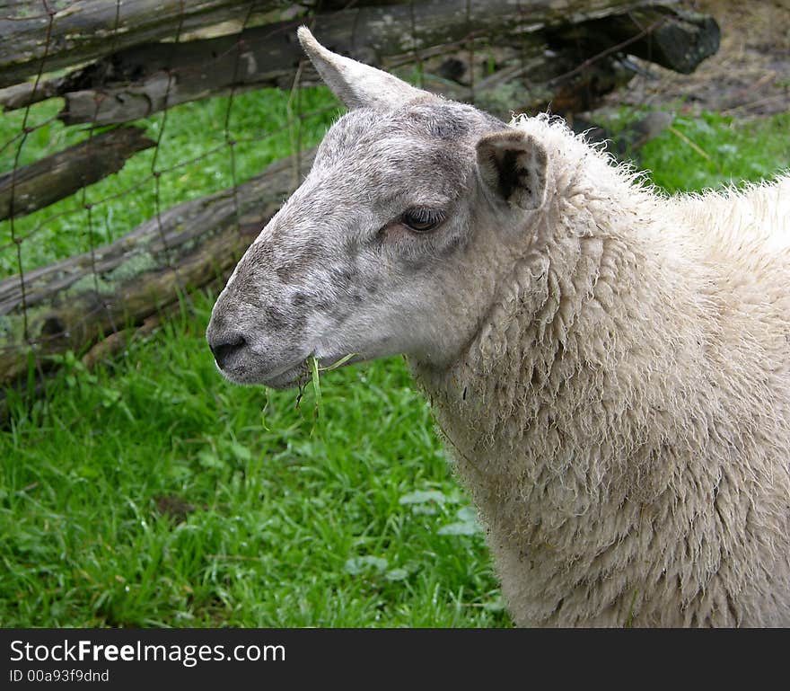 Sheep eating grass with old fence