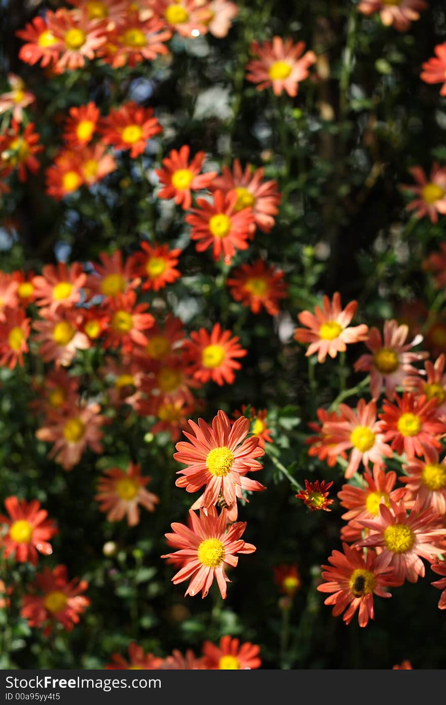 Blooming chrysanthemums for wallpaper of background