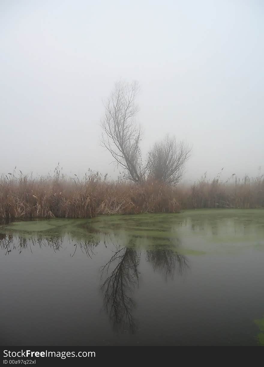 November landscape over a lake with tree, fog and reed. November landscape over a lake with tree, fog and reed