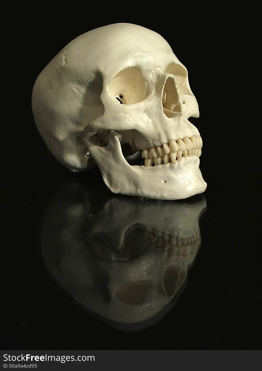 The skull and the reflection. The skull and the reflection