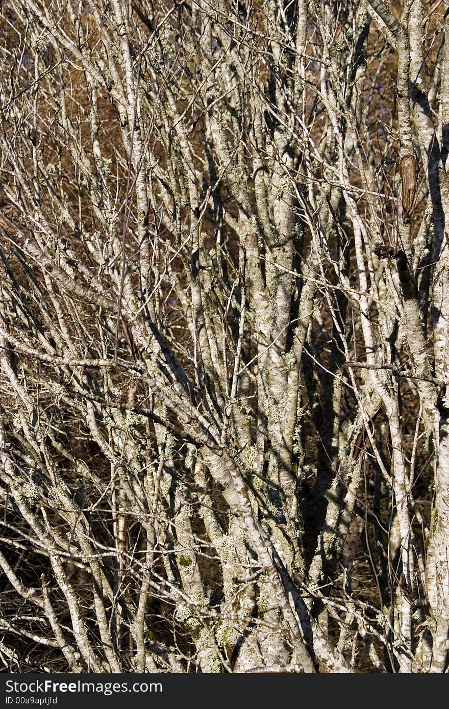 Coppiced Birch