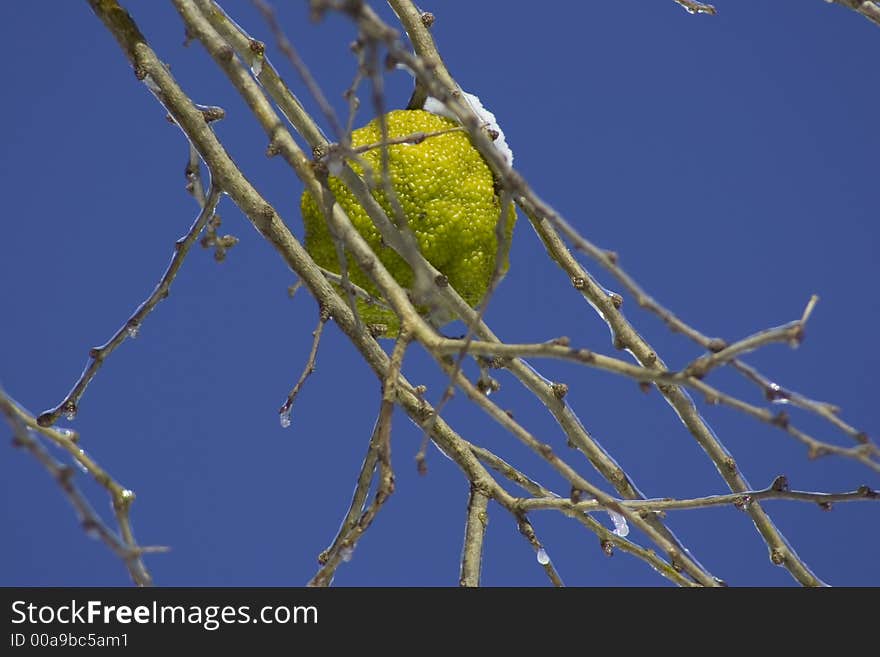 A lone hedge apple hangs onto its branch in spite of an ice storm. Also known as an Osage Orange.