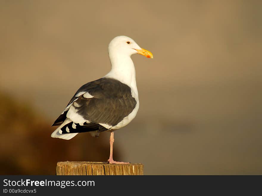 Seagull perched on log at Pismo Beach California