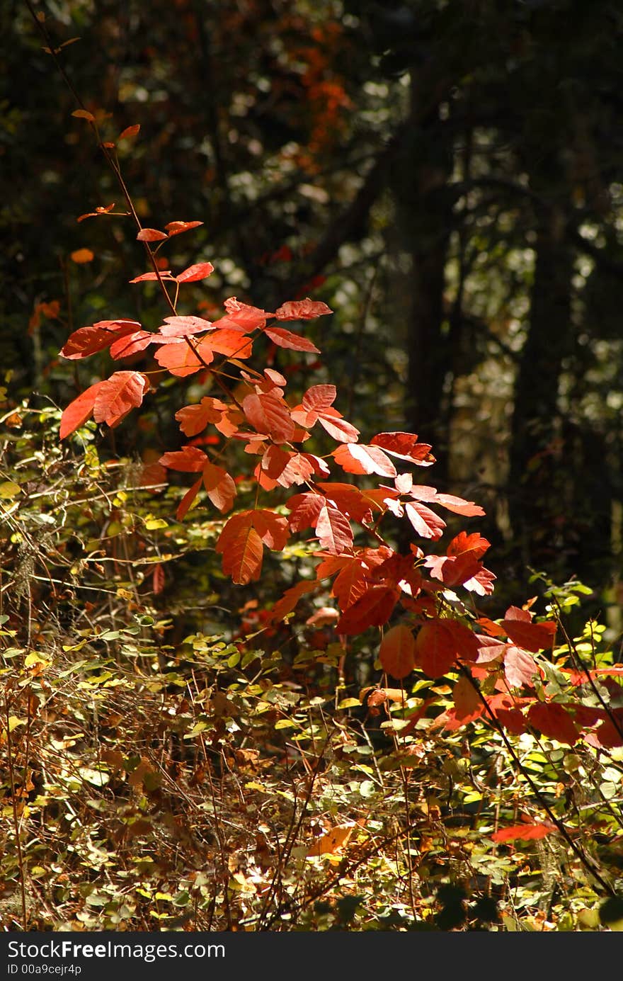 Vibrant Red Leaves In Forest Setting In Carmel Valley California