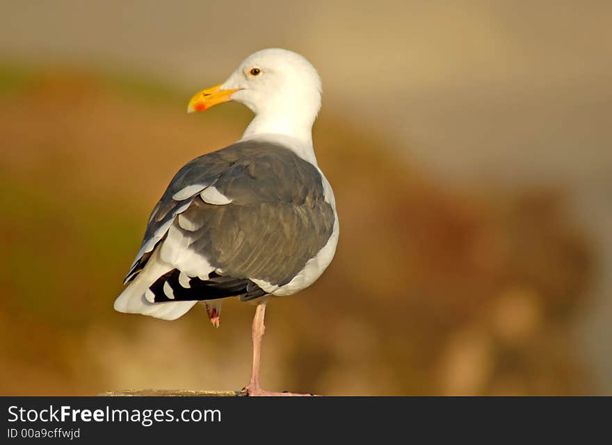 Seagull perched on log looking to the left in Pismo Beach Califo