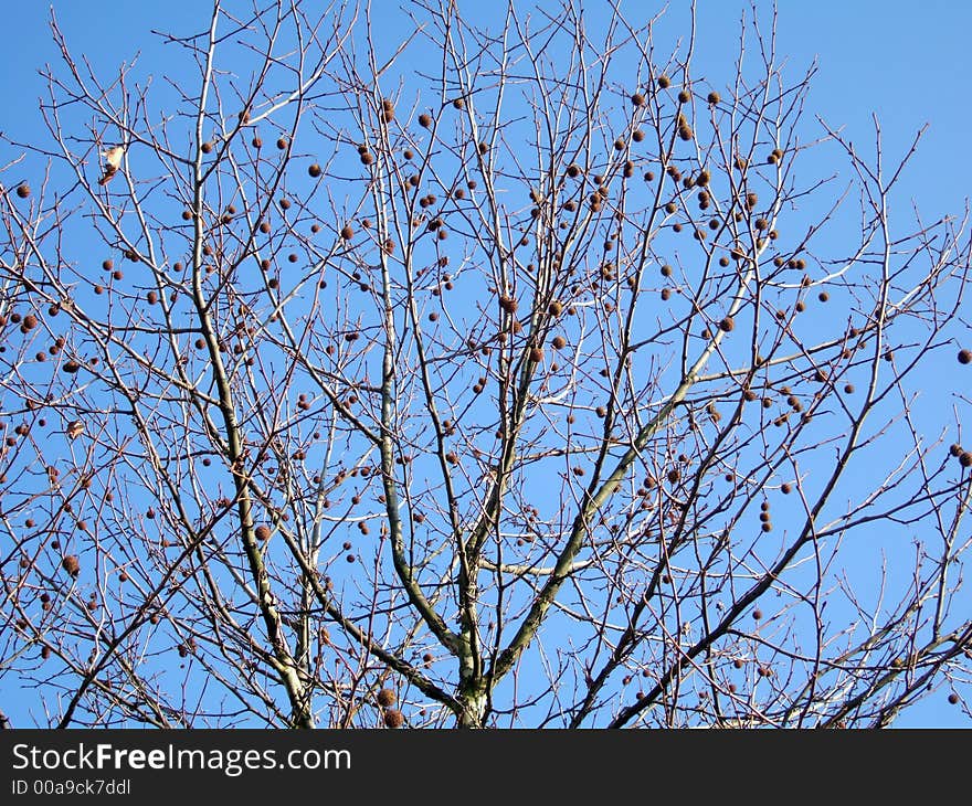 Autumn trunks in the clear blue sky