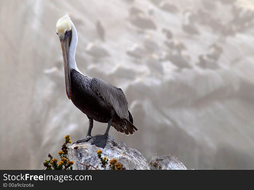 Pelican standing on rock overlooking ocean off coast of Pismo Be