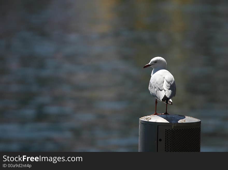 See gull resting in a harbour. See gull resting in a harbour