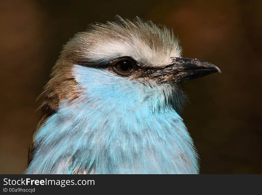 Racquet Tailed Roller