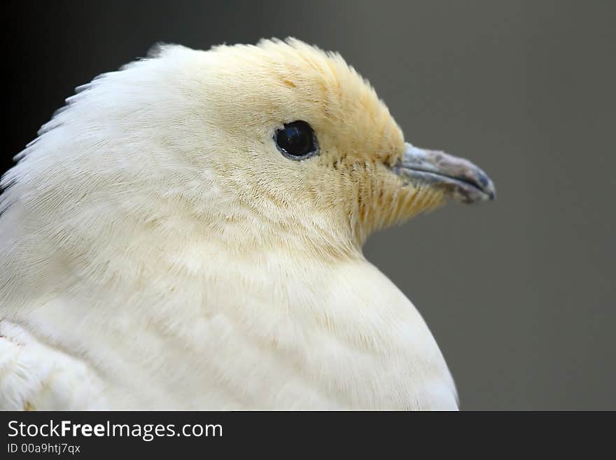 White dove close up with dark background.