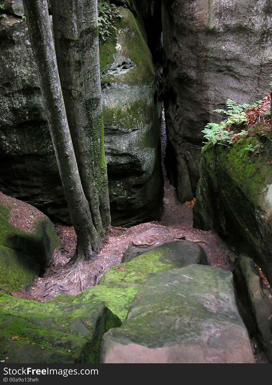 The straight trunks of trees reaching for the sun in the huge mossy rocks,  Carpathian Mts,. The straight trunks of trees reaching for the sun in the huge mossy rocks,  Carpathian Mts,