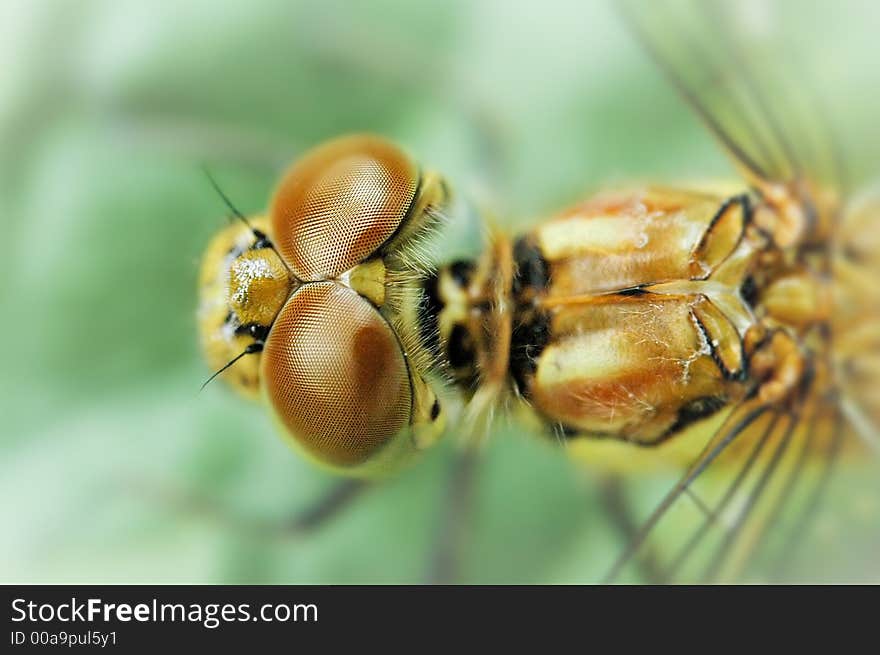 Yellow Dragonfly flying over the ground. Yellow Dragonfly flying over the ground