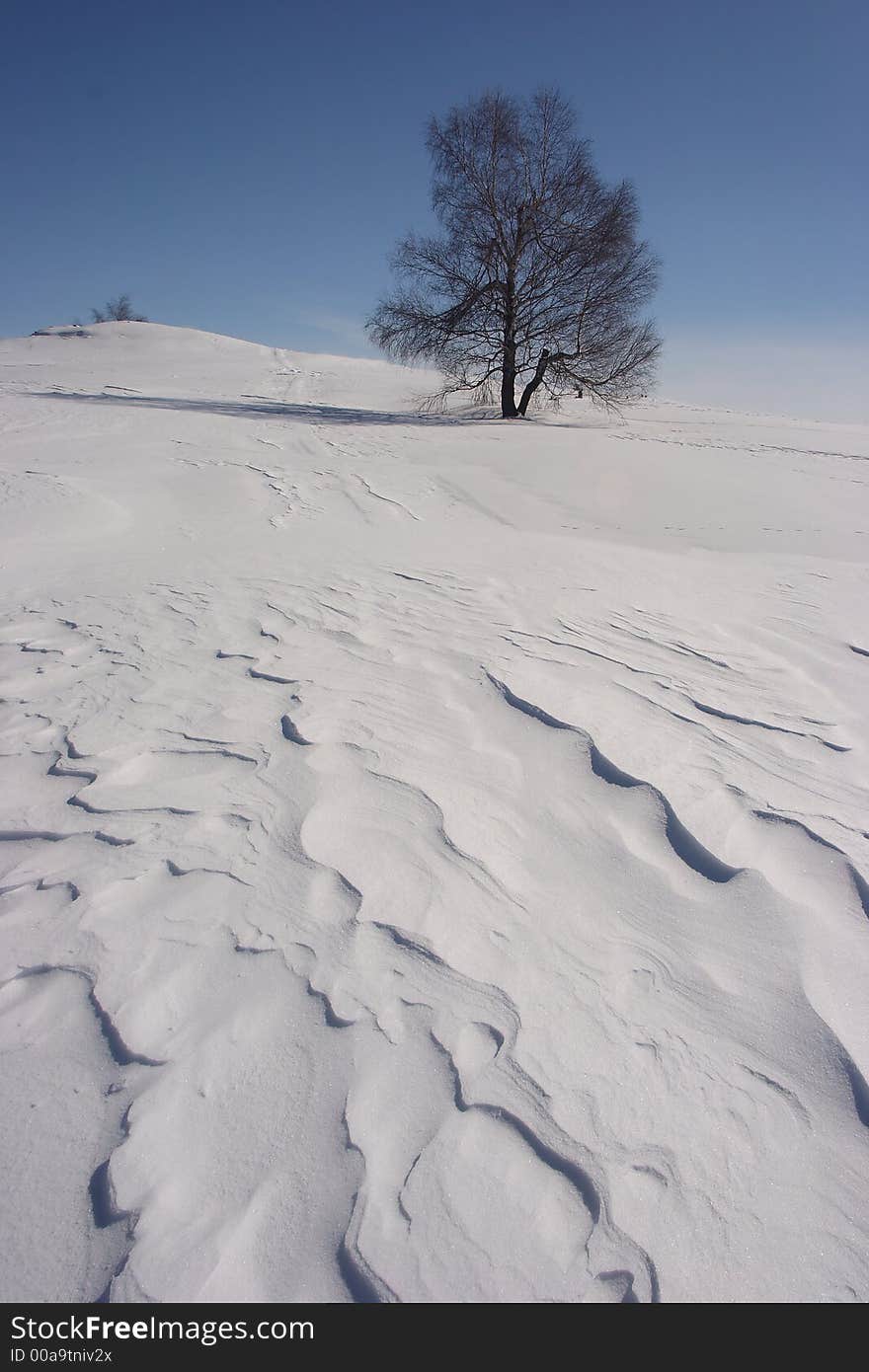 Snowland with tree and blue sky