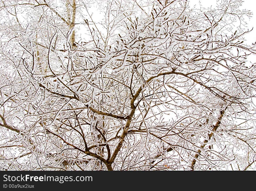 Thin birch branches with snow. White winter skies are visible thru them. Thin birch branches with snow. White winter skies are visible thru them.