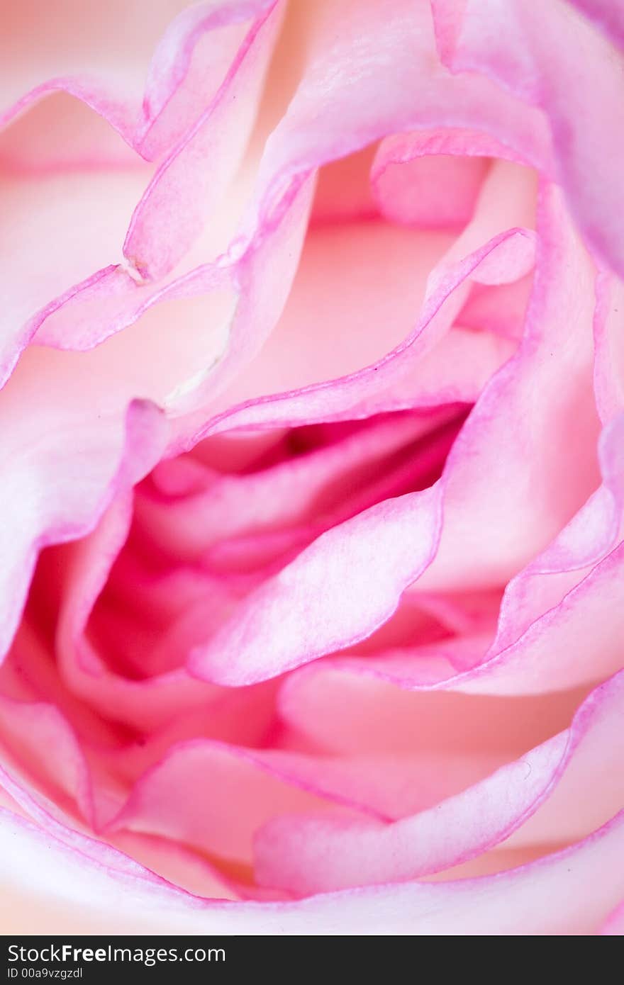 Close up of the pink rose petails