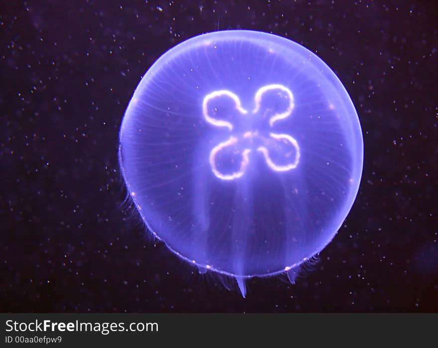 Jellyfish 3