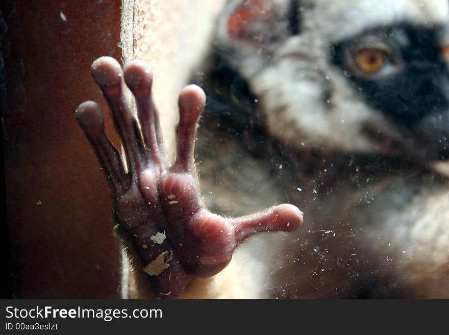 Young monkey behind the glass