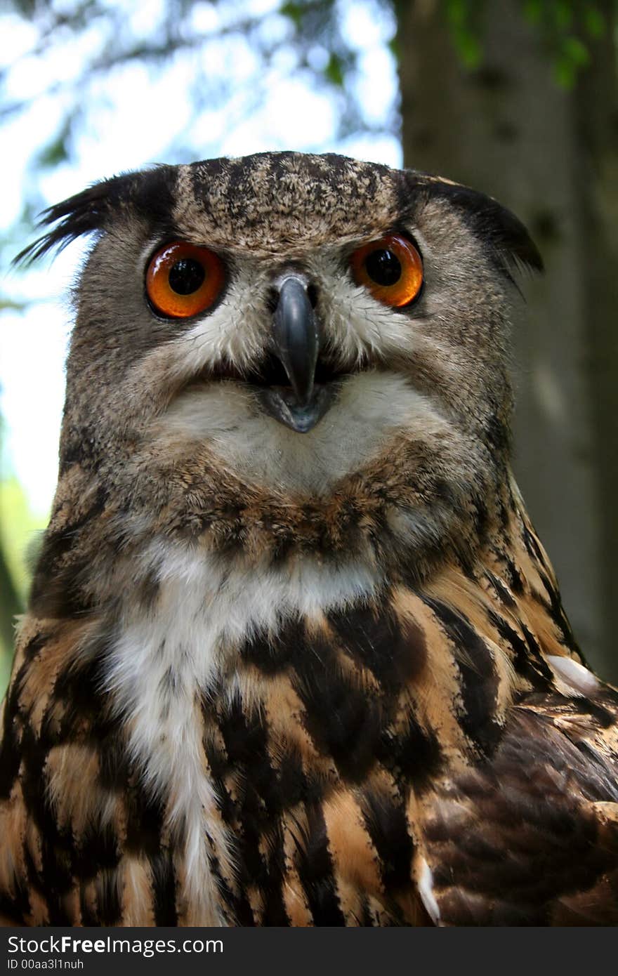 Portrait of owl in czech ZOO