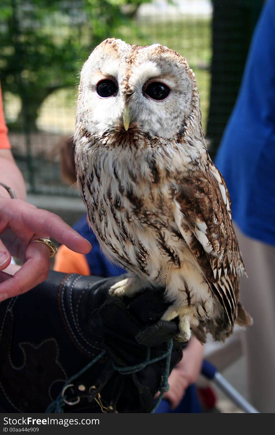 Portrait of owl in czech zoo