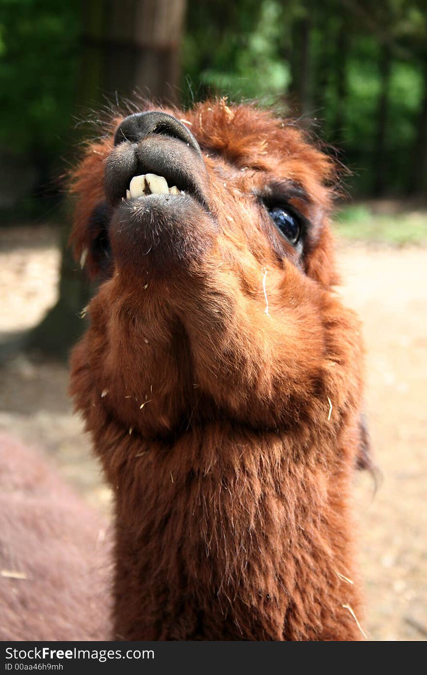 Toothy lama in czech zoo